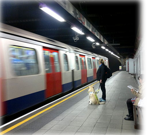  Imágenes libre de Perro guiá, en el metro con usuaria.